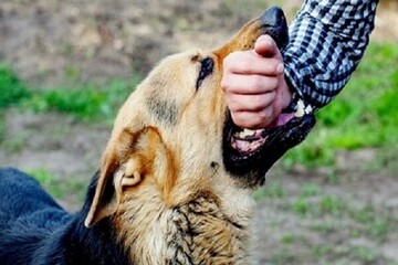 موارد حیوان گزیدگی در شهرستان «جم» رو به افزایش است