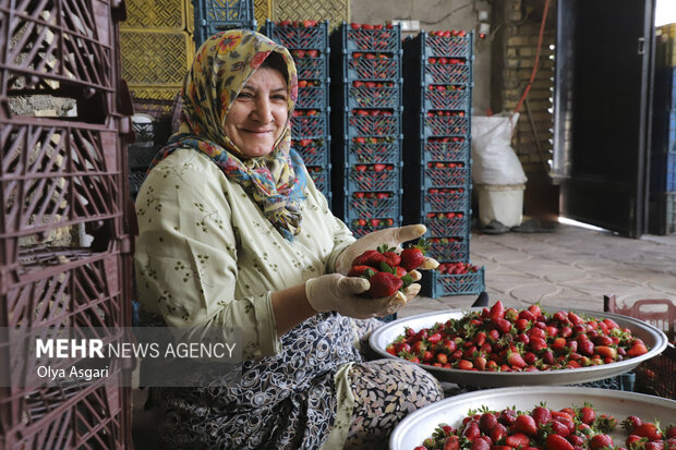 توت فرنگی شفیع آباد رامیان