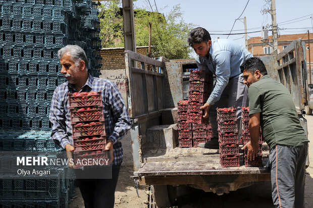 رامیان؛ قطب توت فرنگی گلستان