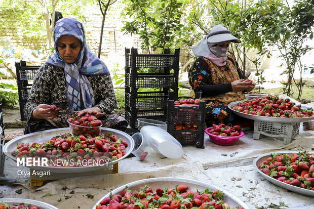 رامیان؛ قطب توت فرنگی گلستان