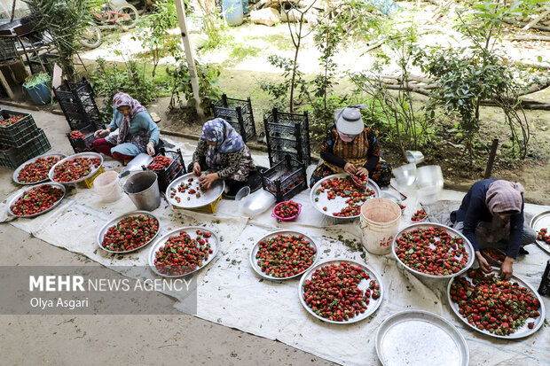 طعم شیرین توت فرنگی در مزارع مازندران؛ برداشت نوبرانه ها آغاز شد