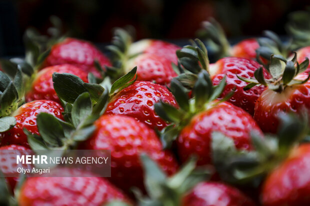 طعم شیرین توت فرنگی در مزارع مازندران؛ برداشت نوبرانه ها آغاز شد