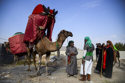 Symbolic entry of caravan of Imam Hussein (AS) to Karbala