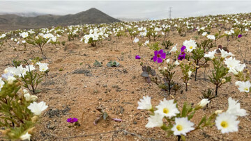 VIDEO: Driest desert on the planet is in bloom