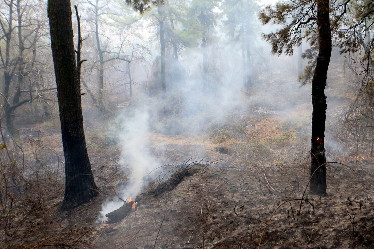 عامل آتش‌سوزی جنگل‌های خفر به ۱۰ سال حبس محکوم شد