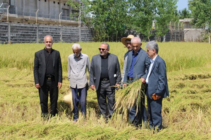 اولین برداشت مکانیزه برنج در فومن انجام شد