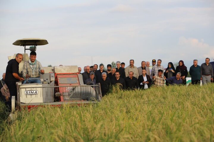 نخستین برداشت مکانیزه برنج از شالیزارهای رودسر