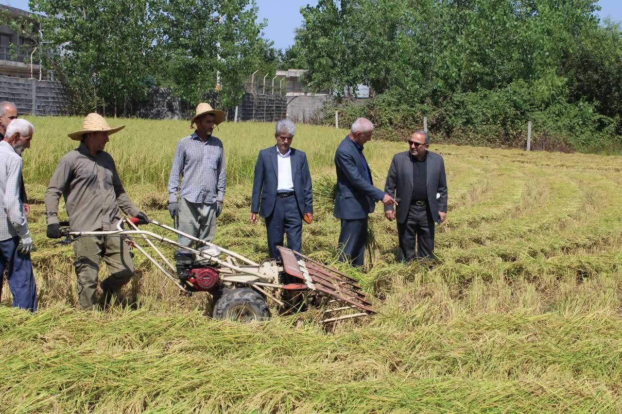 اولین برداشت مکانیزه برنج در فومن انجام شد