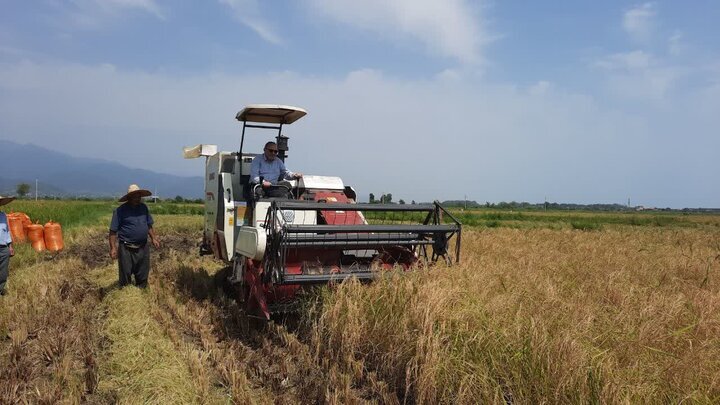 نخستین برداشت مکانیزه خوشه‌های طلایی برنج در املش