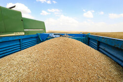 زمانی: ۳۲۲ هزار تُن گندم به‌صورت تضمینی از کشاورزان زنجانی خریداری شد