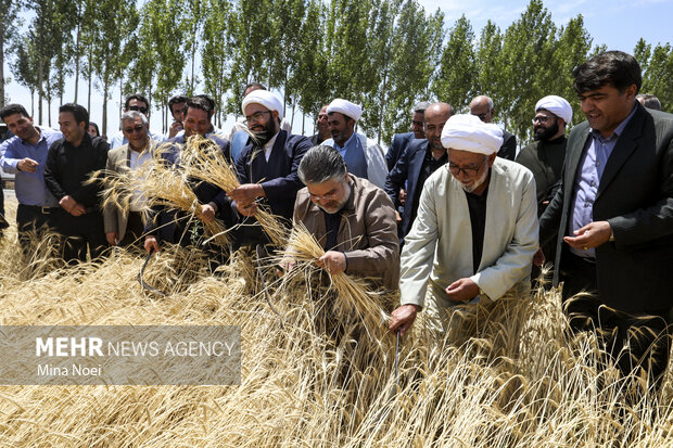 جشن برداشت گندم - هشترود