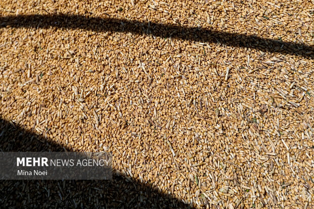 توزیع ۷۰۰ تن بذر گندم آبی در شهرستان قزوین