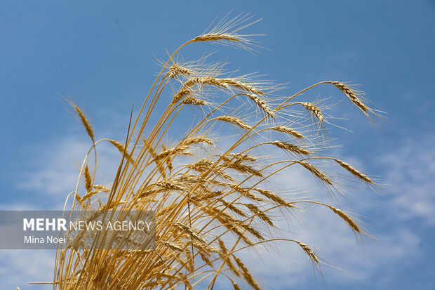سود کشاورز در جیب دلال؛ موضوع در لایحه بودجه پیگیری میشود