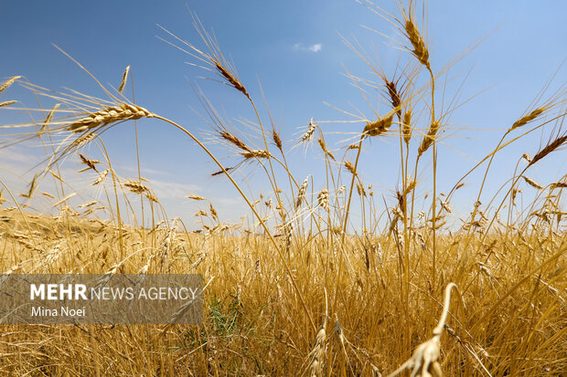 خرید ۴۶۵ هزار تن گندم در استان همدان