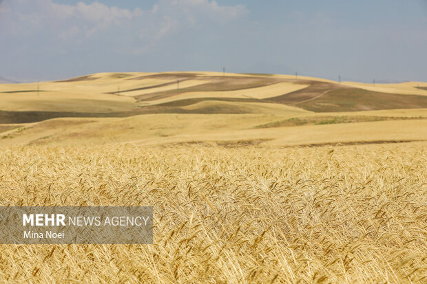 خرید بیش از ۵۳۱ هزار تن گندم از کشاورزان لرستانی