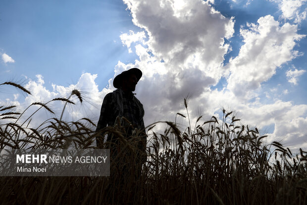 سود کشاورز در جیب دلال؛ موضوع در لایحه بودجه پیگیری میشود