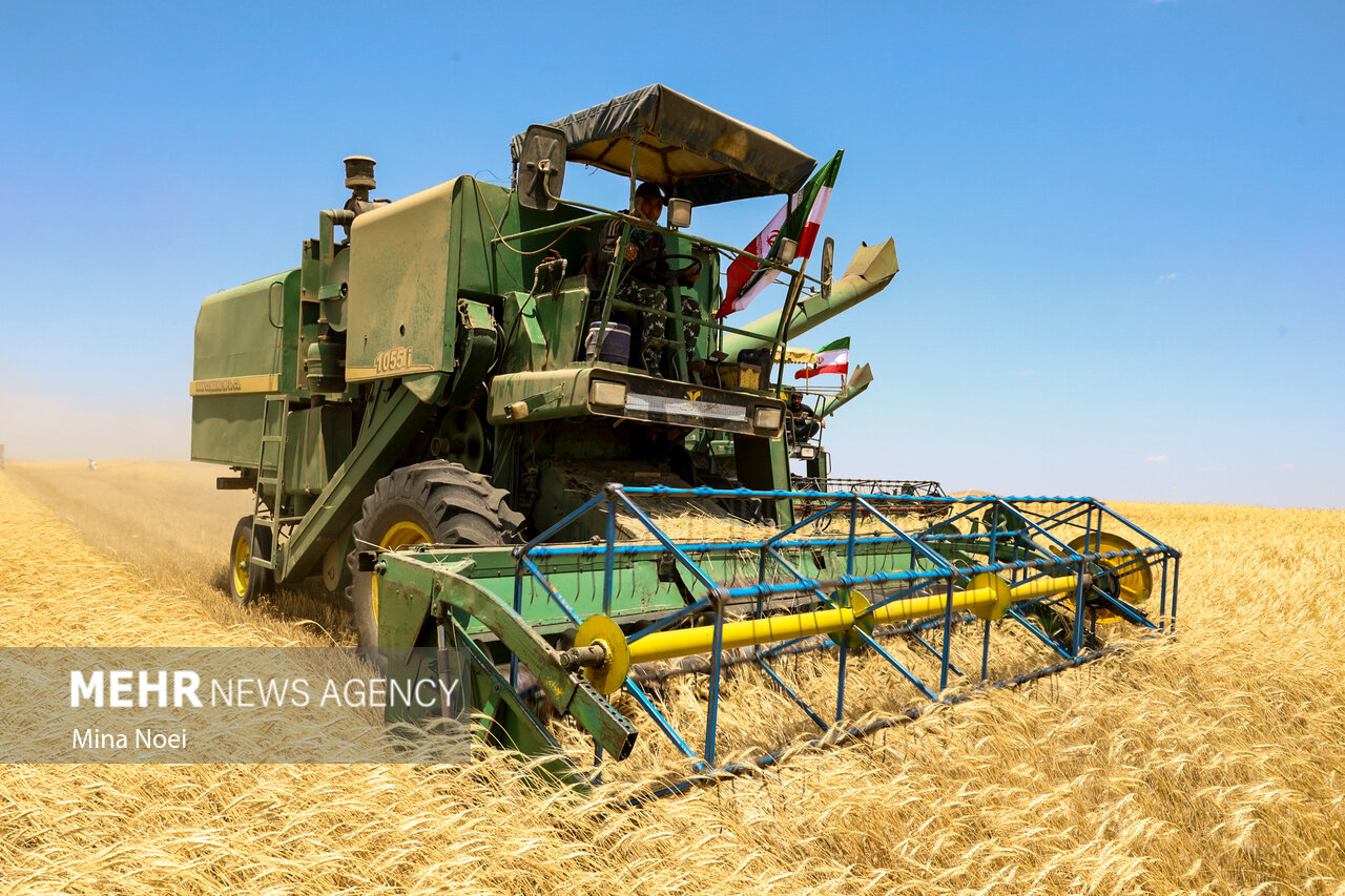 آذربایجان غربی پیشرو در تولید گندم؛۷۰۰ هزار تن گندم برداشت می شود