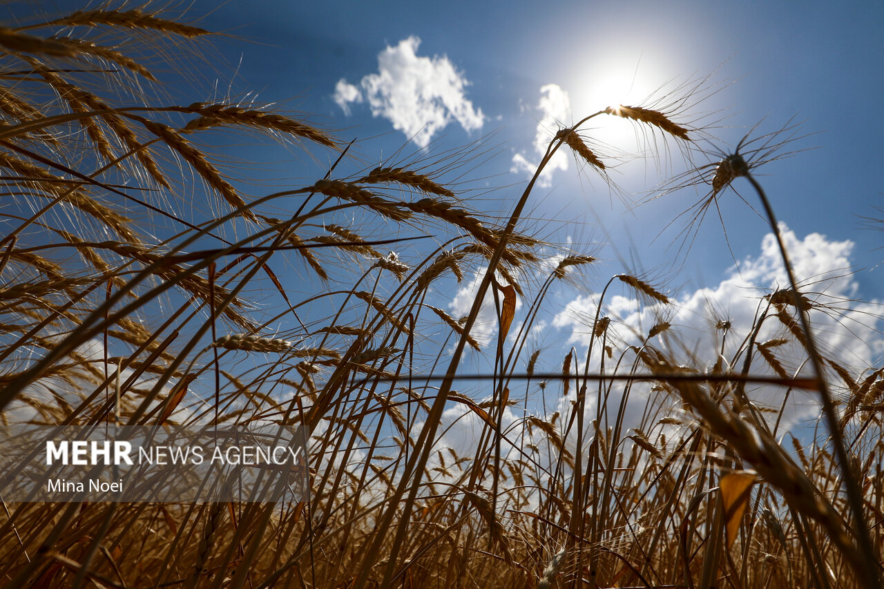 ۴۴ هزار تن گندم از کشاورزان استان بوشهر خریداری  شد