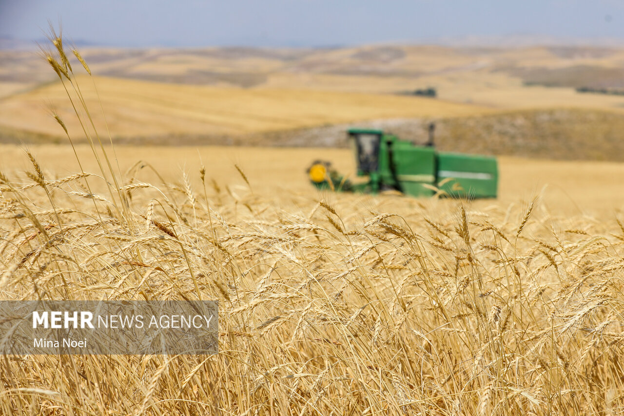 Heştrud'da buğday hasadı