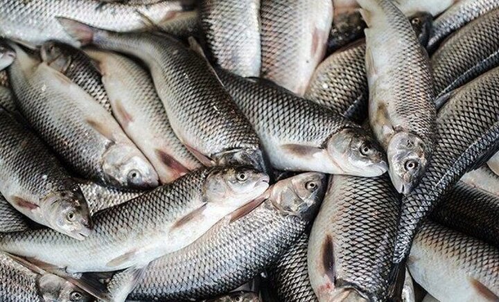 Iran imports nearly 14,000 tons of fish food in a quarter