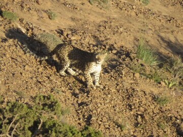 A Persian leopard spotted in Fars prov.'s Bamou National Park