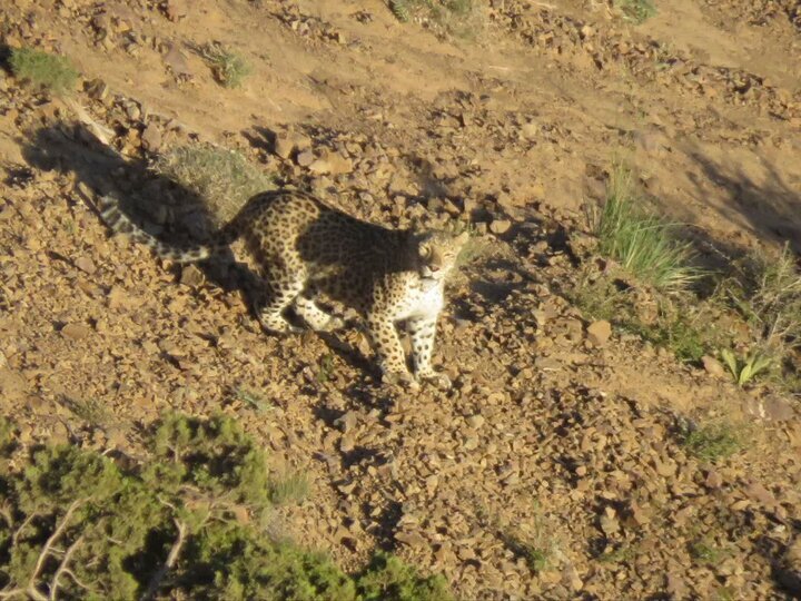 A Persian leopard spotted in Fars prov.'s Bamou National Park