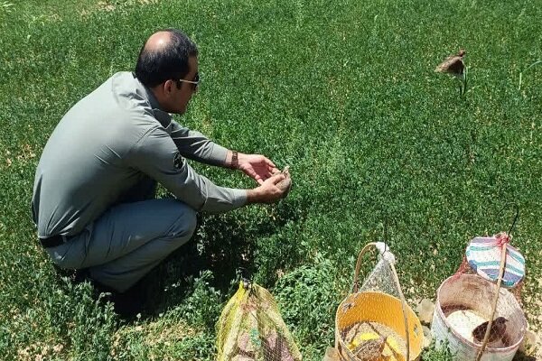 بلدرچین‌های وحشی شکار شده در ابرکوه رهاسازی شدند