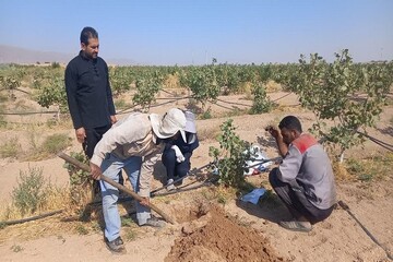 طرح پژوهشی هوشمندسازی آبیاری در باغات پسته ابرکوه اجرا شد