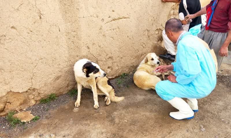 ۷ هزار قلاده سگ صاحب‌دار علیه بیماری هاری در کردستان واکسینه شدند