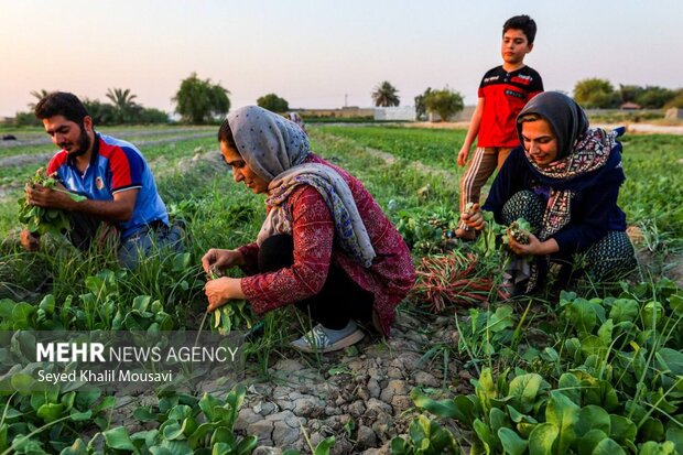سپر ترویجی مقابل تهدید اقلیمی؛ نقشه راه خوزستان برای کشت پاییزه