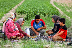 Family farm in Khuzestan