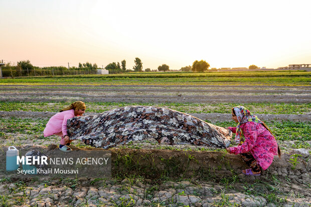 مزرعه خانوادگی 2
