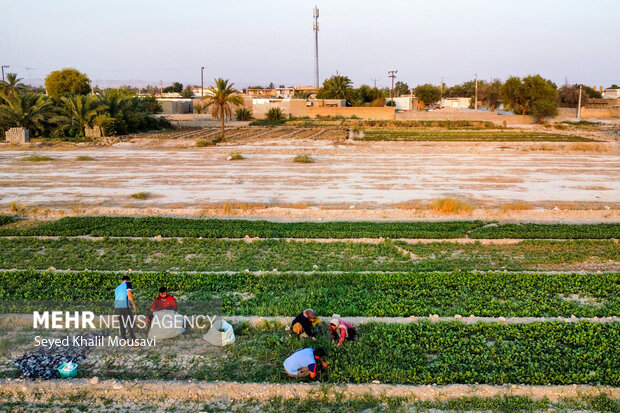 مزرعه خانوادگی 7