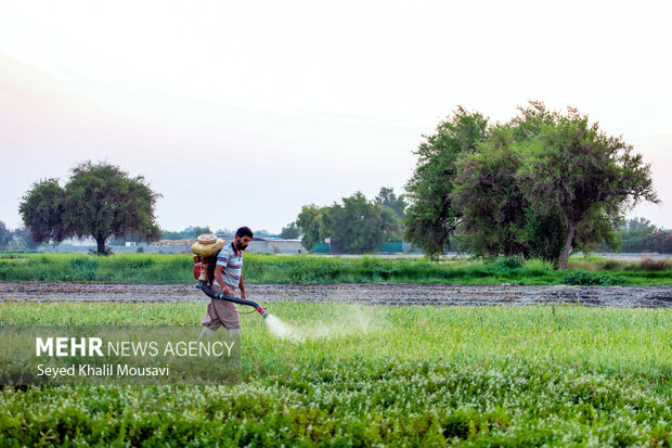 مزرعه خانوادگی 4