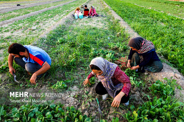 مزرعه خانوادگی 5