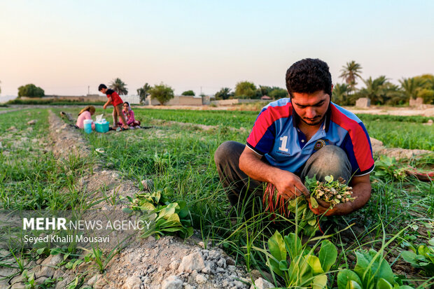 مزرعه خانوادگی 3