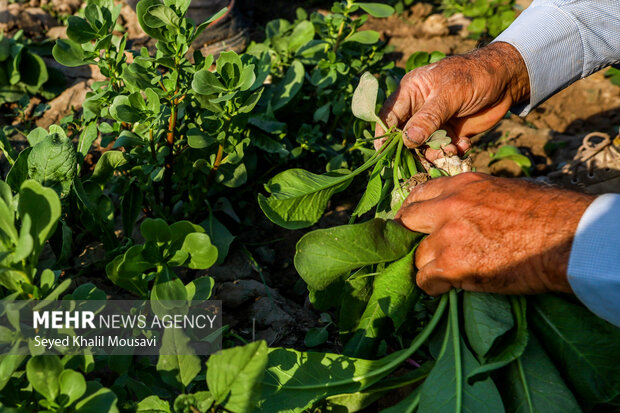 برداشت سبزی در مزرعه خانوادگی قدمی