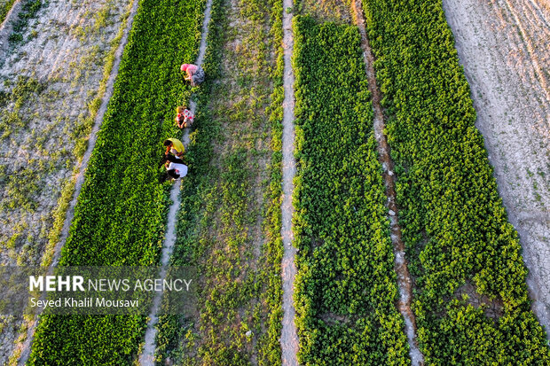 مزرعه خانوادگی 11