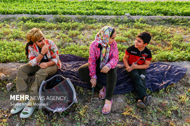 مزرعه خانوادگی 6