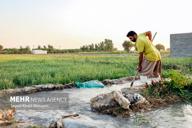 عباس طالبی داماد خانواده قدمی هر روز بعد از نزدیک شدن به خواب آفتاب(به گویش محلی به معنای شروع غروب خورشید) آب راهی که از رودخانه چشمه می‌گیرد را به سمت مزرعه هدایت می‌کند.