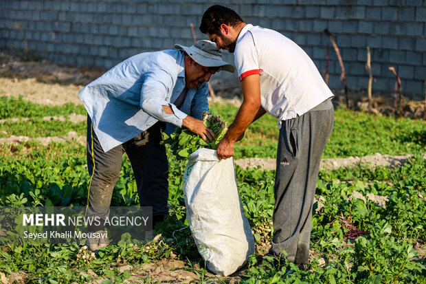 مزرعه خانوادگی 12