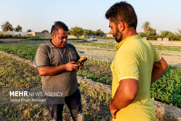 مزرعه خانوادگی 14