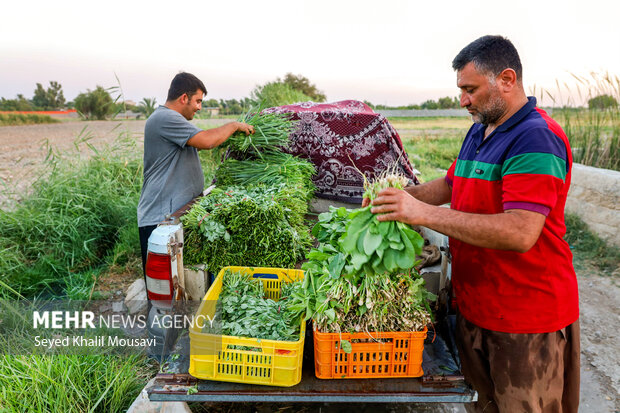 مزرعه خانوادگی 13