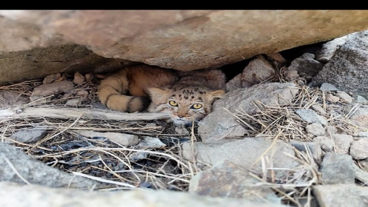 مشاهده گربه پالاس در منطقه حفاظت شده کرکس نطنز