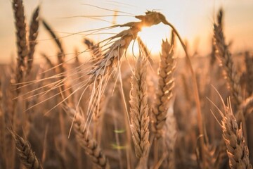 محققان ایرانی با نقاط کوانتومی گرافن بیماری مزارع گندم را درمان می‌کنند