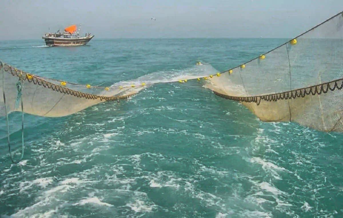 غارت ذخایر خلیج فارس در سایه نبود نظارت؛صیادان قانونمدار منتظر حمایت