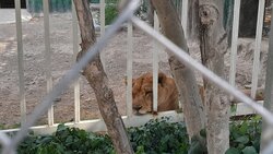 گرمازدگی حیوانات باغ وحش صُفه در تابستان سوزان اصفهان+ تصاویر