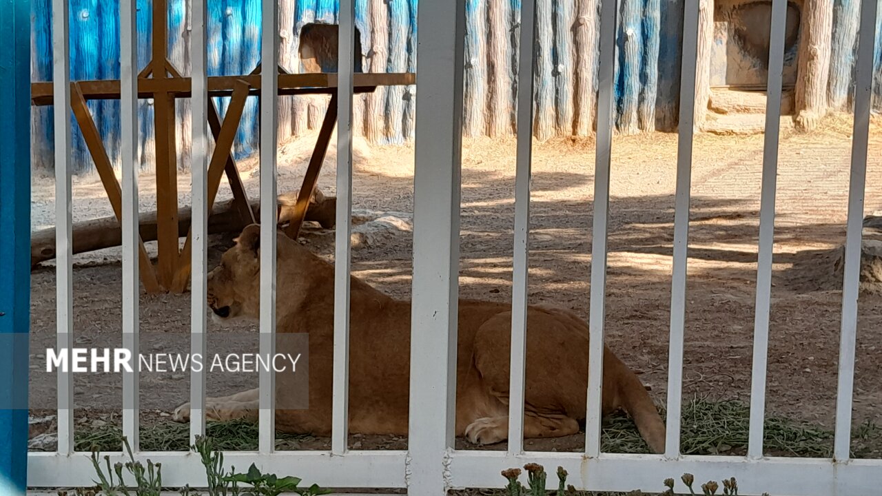 گرمازدگی حیوانات باغ وحش صُفه در تابستان سوزان اصفهان+ تصاویر