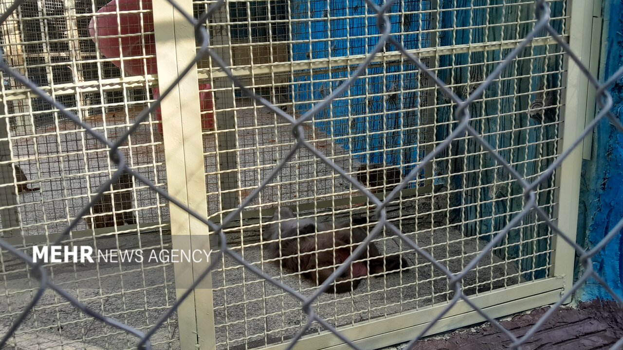 گرمازدگی حیوانات باغ وحش صُفه در تابستان سوزان اصفهان+ تصاویر