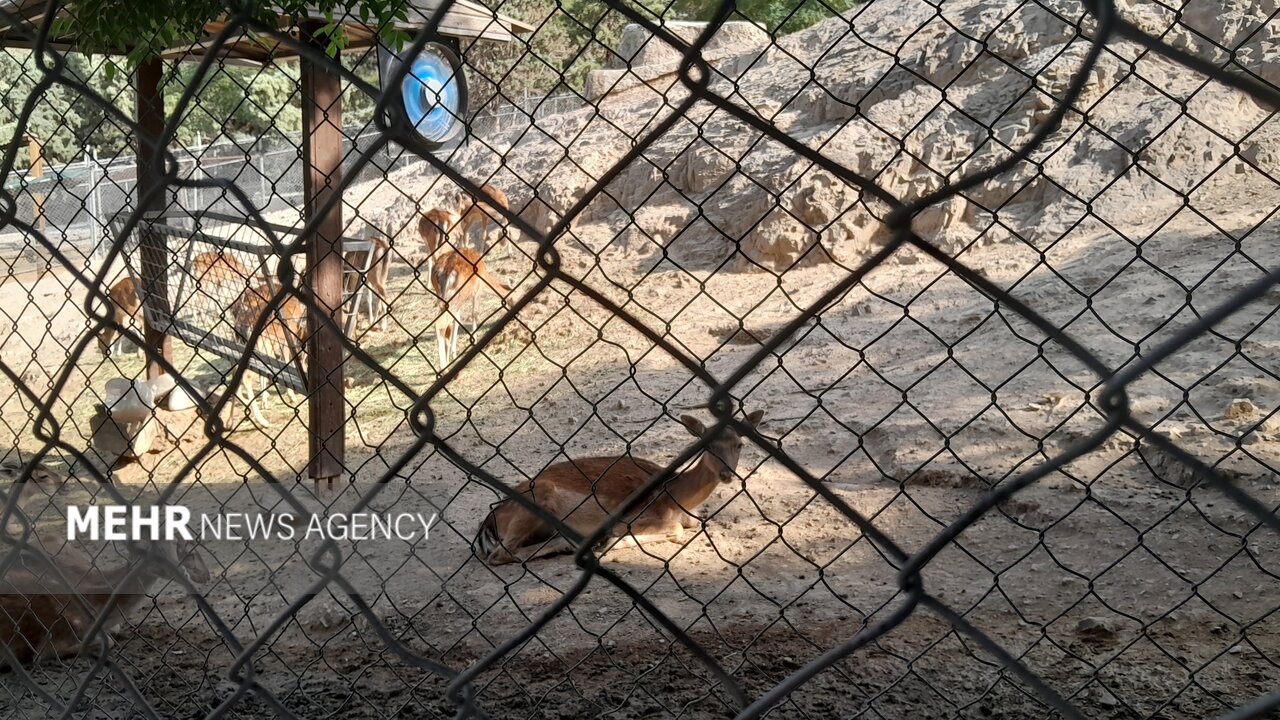گرمازدگی حیوانات باغ وحش صُفه در تابستان سوزان اصفهان+ تصاویر